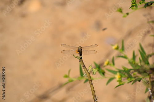 dragonfly on a branch