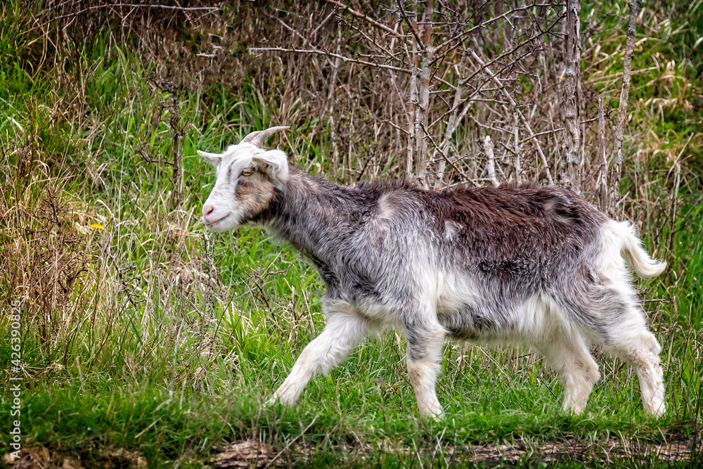 Fototapeta premium Close up of a small brown and white goat trotting along country path