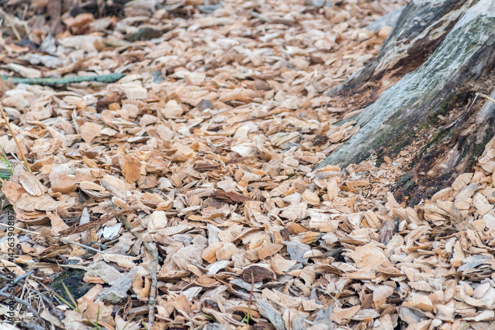 Sawdust made by beaver near tree. Beaver is cutting a tree to build a dam. Sawdust made by beaver near tree. Beaver is cutting a tree to build a dam.