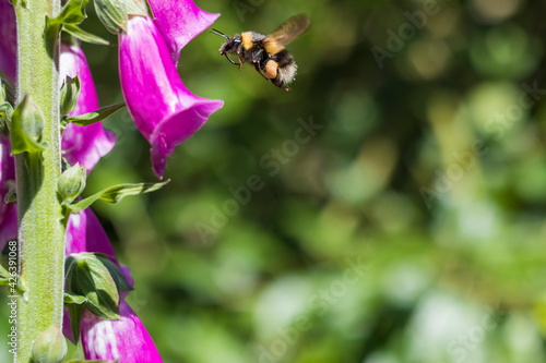 Bumblebee fly to Purple Foxglove
