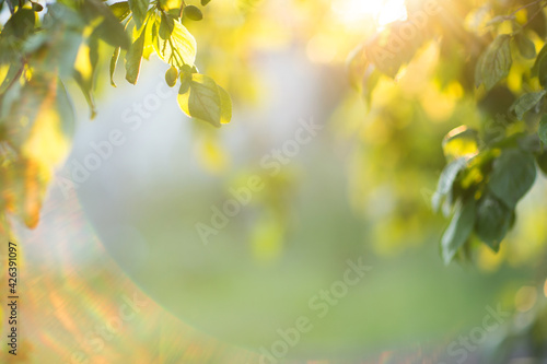 summer garden in sunlight. natural background © Natalia
