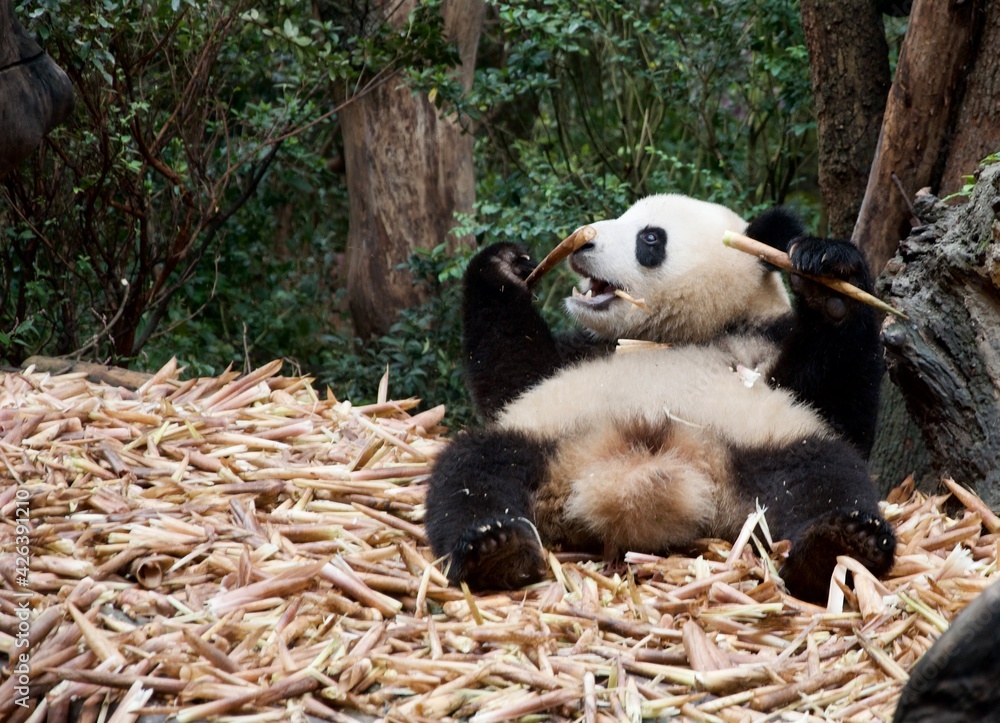 Fototapeta premium giant panda eating bamboo