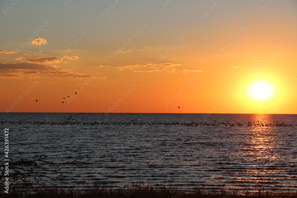 Fototapeta premium beautiful sunset with water and birds