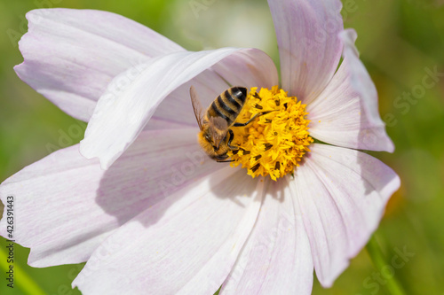 Bee on a White Flower