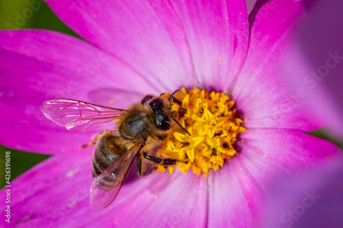 Bee on a Pink Flower
