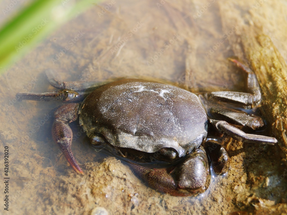 A large purple crab with strong shape in the water.