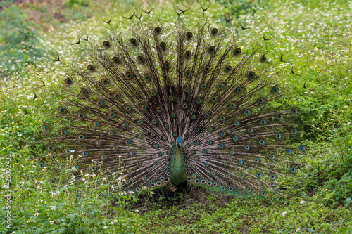 The peacock spread tail-feathers in nature.