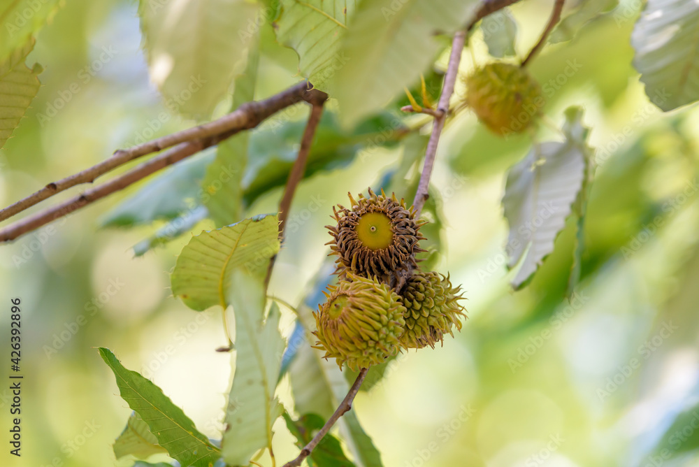 Green acorns, on the branch, Sawtooth Oak Green acorns, on the branch, Sawtooth Oak