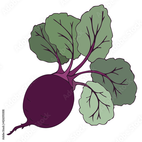 Beet root, purple beet with green leaves. Vector illustration of vegetables. Summer season