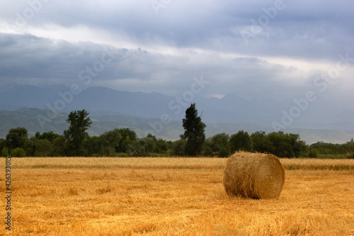 Agriculture farm field haystacks landscape. Haystack rolls on an agricultural field in the foothills of central asia