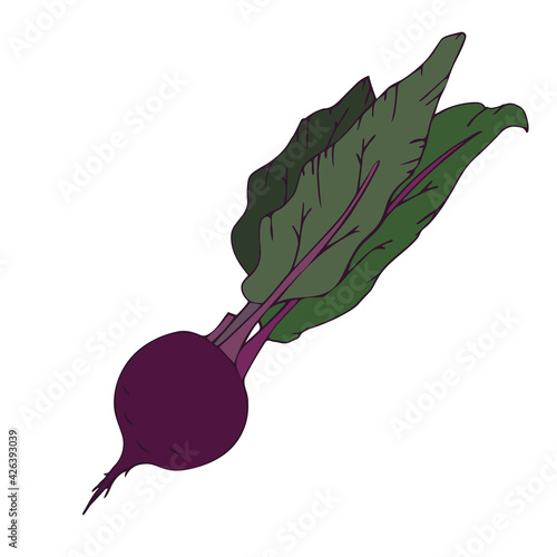 Beet root, purple beet with green leaves. Vector illustration of vegetables. Summer season