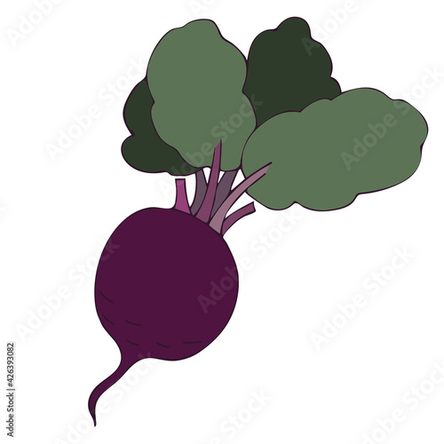 Beet root, purple beet with green leaves. Vector illustration of vegetables. Summer season