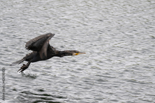 cormorant just taking off