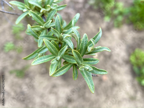 young leaves of the sea buckthorn tree