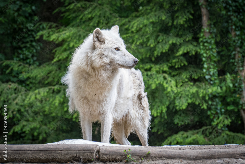 wolf in the forest wolf in the forest