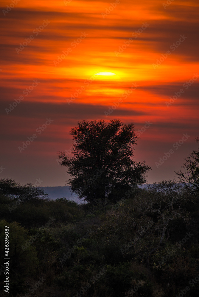 Dawn on the woodlands near Lower Sabie, southern Kruger National Park, South Africa