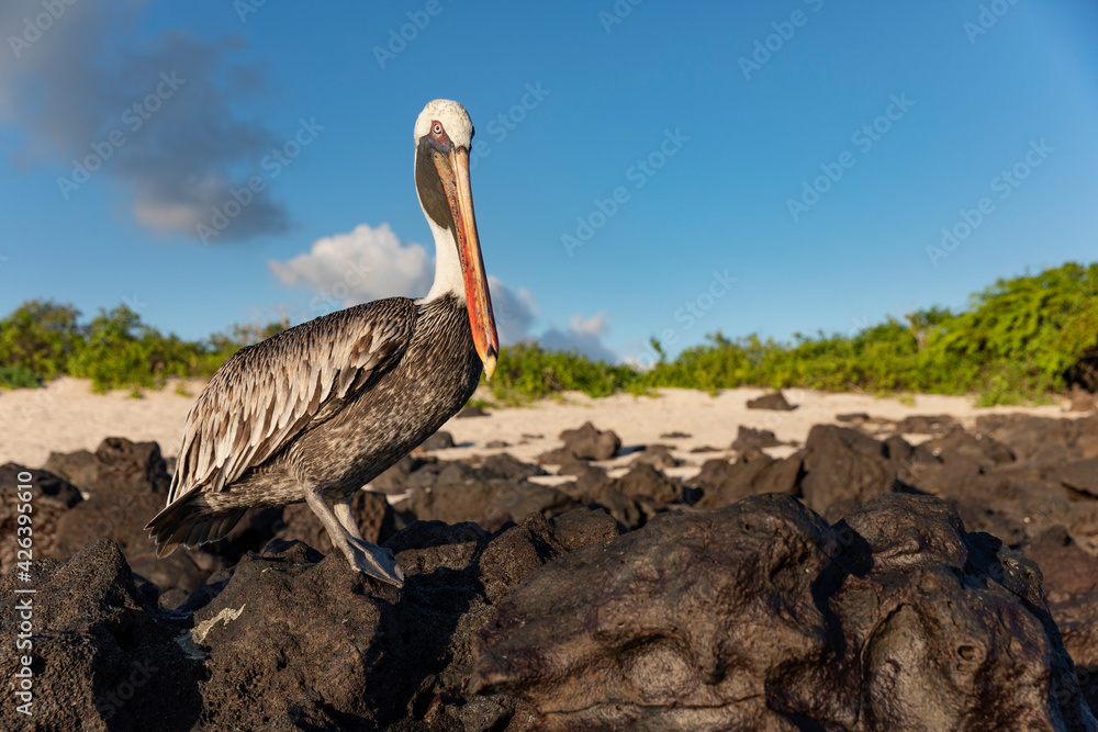 Obraz premium rally Dakar 2018