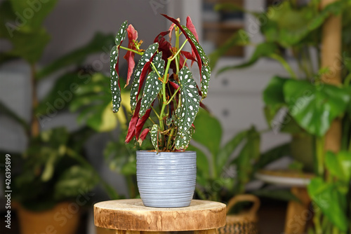 Beautiful tropical 'Begonia Maculata' houseplant with white dots in gray ceramic flower pot on wooden plant stand photo