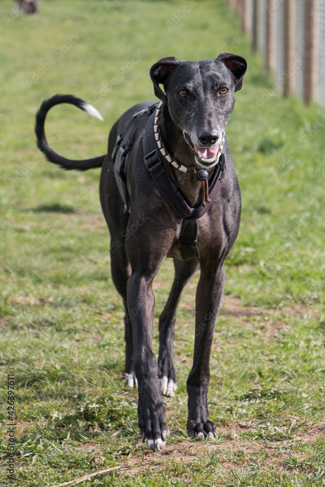 Greyhound playing and running on playground Greyhound playing and running on playground