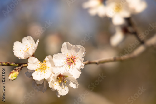  White Almond blossom flower against a blue sky  vernal blooming of almond tree flowers in Spain
