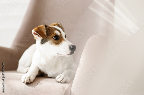 small dog on armchair