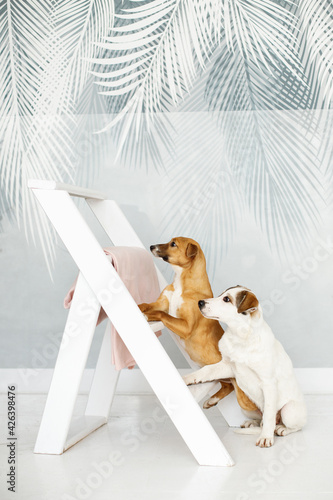 Sticker two small dogs on stairs