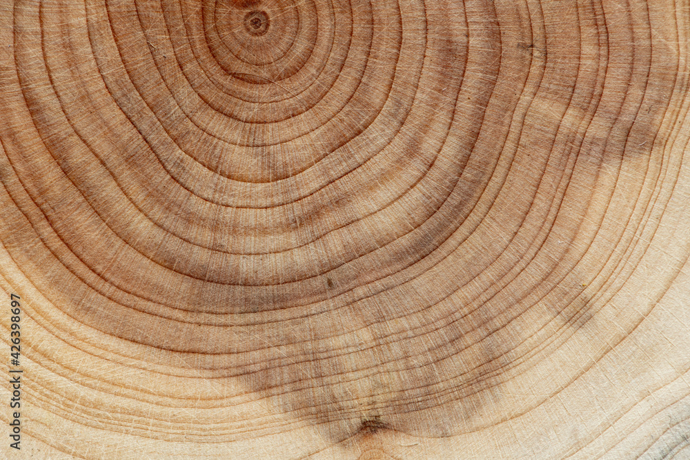 Naklejka premium Board with sawed branches by juniper and acacia