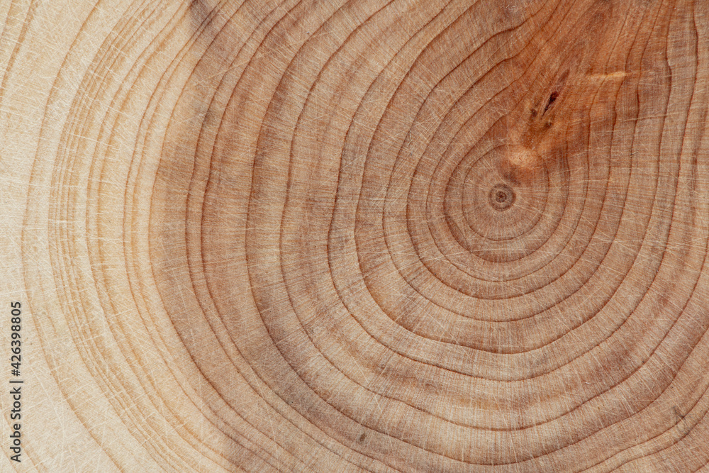 Naklejka premium Board with sawed branches by juniper and acacia