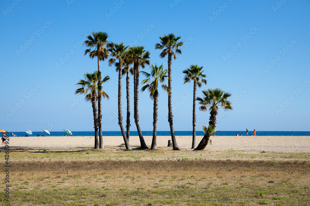 Palm trees on the beach of Calafell on the sunny day, Spain, sea in the background Palm trees on the beach of Calafell on the sunny day, Spain, sea in the background