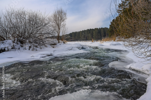 Winter sunny landscape. An unfrozen river with a turbulent current on a frosty winter day. The shores are covered with glistening ice and pure white snow. A tall pine forest is visible in the distance © olgaS