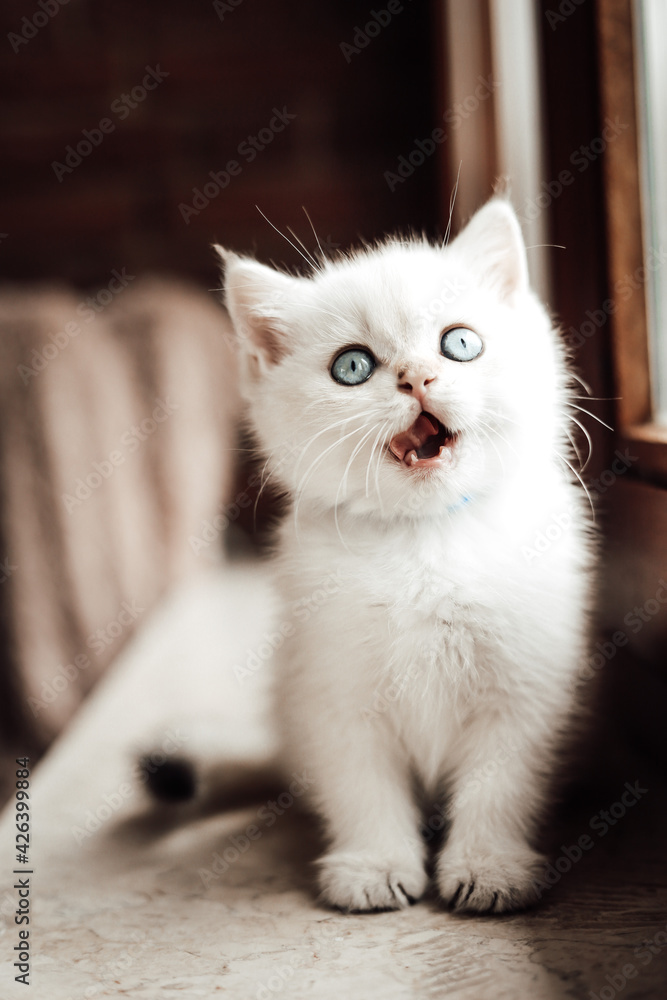 Britisch Kurzhaar Kitten