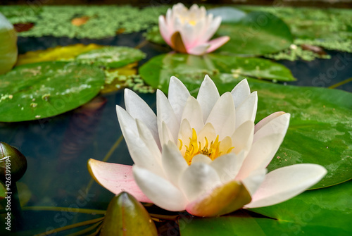 lotus flower spa water lily floating upon big rounded green leaves