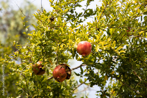 Ripe cracked red pomegranate fruit on the tree in leaves