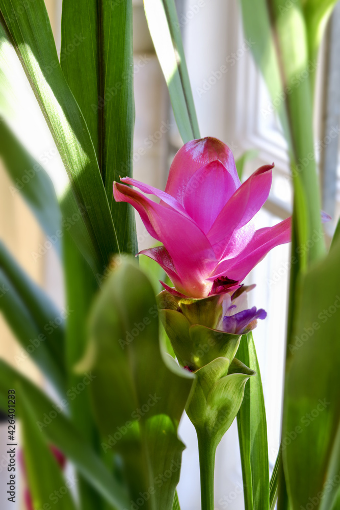 single siam tulip flower against it's bright green long leaf foliage. single siam tulip flower against it's bright green long leaf foliage.