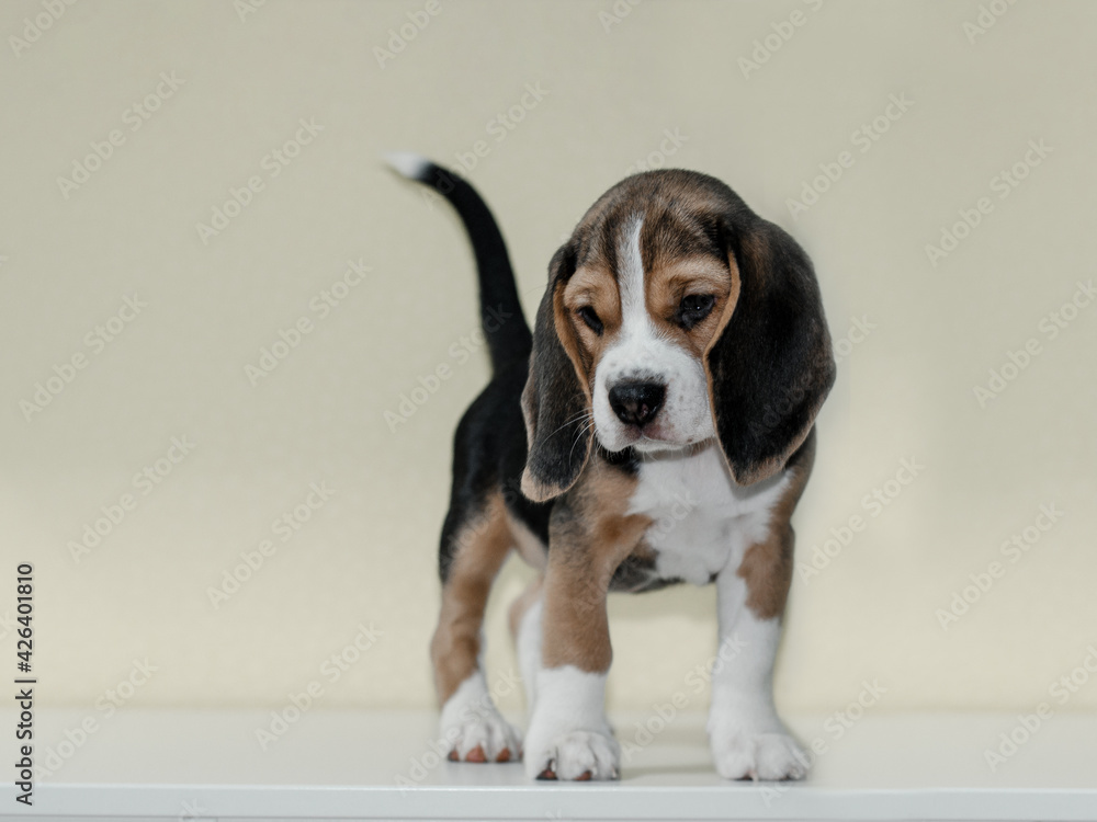 small cute beagle puppy dog looking up.