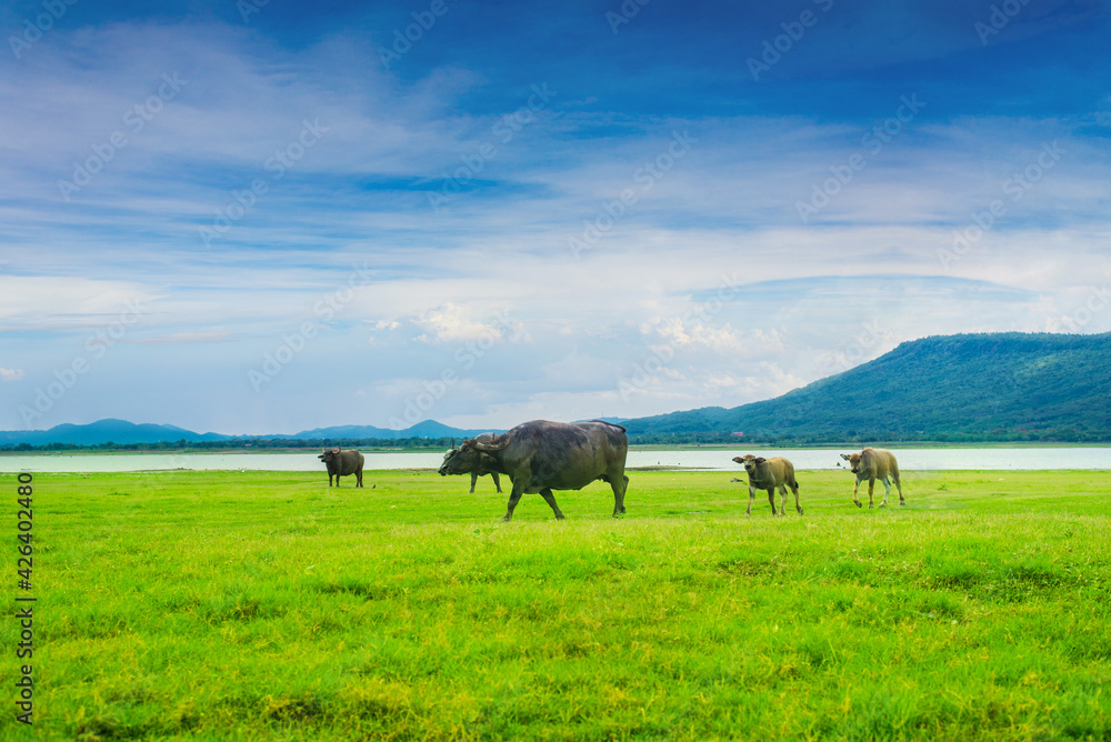 buffalo stained in the green grass fields