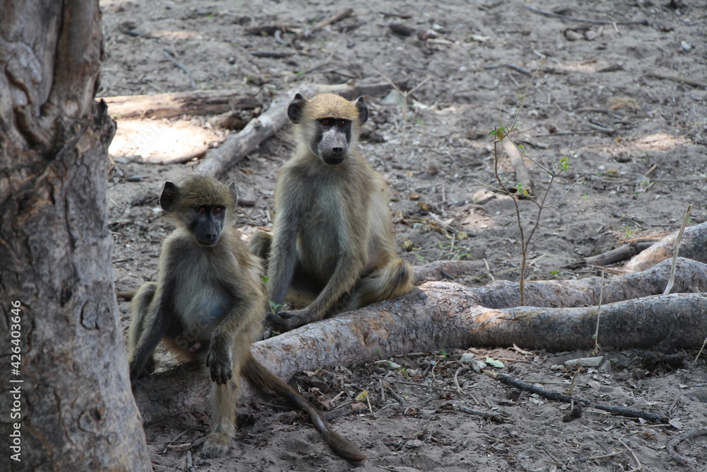 Fototapeta premium animal in a nationalpark in namibia