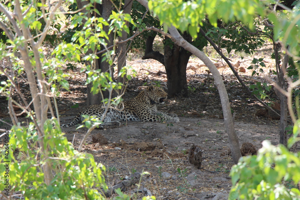 a leopard laying under a treee a leopard laying under a treee
