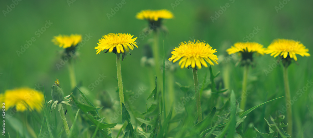 spring garden wiith yellow dandelion flowers in green grass spring garden wiith yellow dandelion flowers in green grass