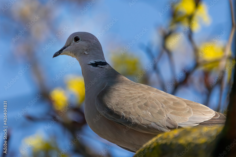 The Eurasian collared dove
