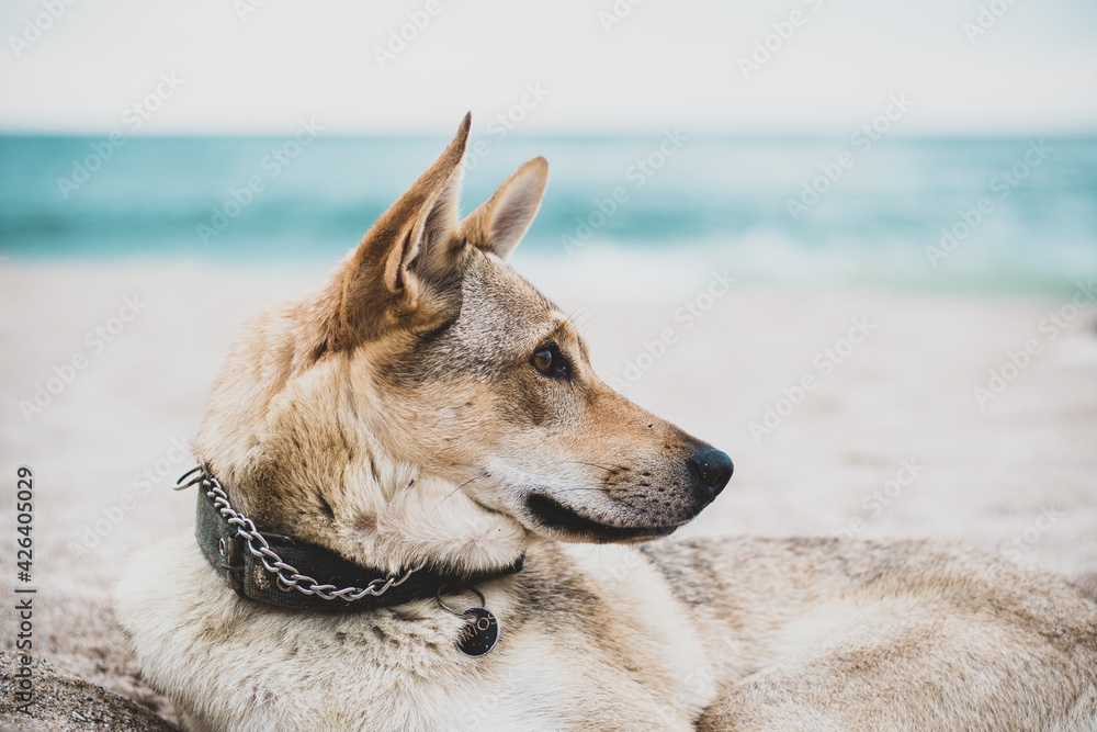 Portrait of a wolfdog puppy on a seashore