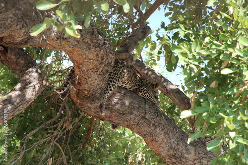 a leopard laying on a tree in botswana