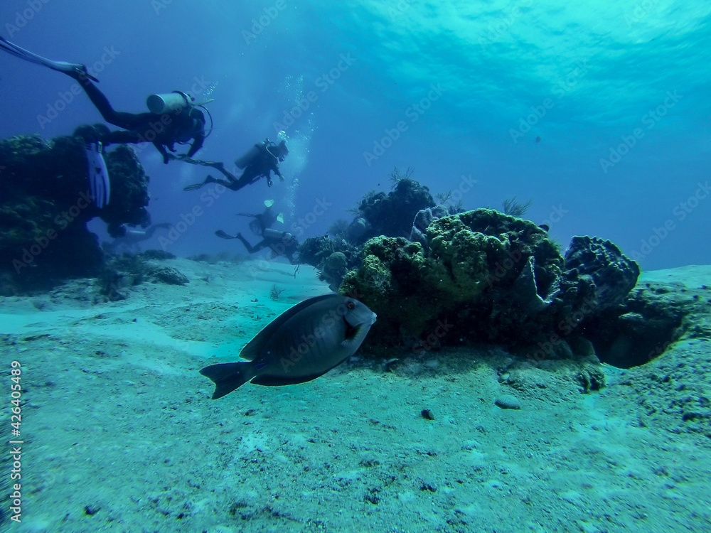 Fototapeta premium diver and reef