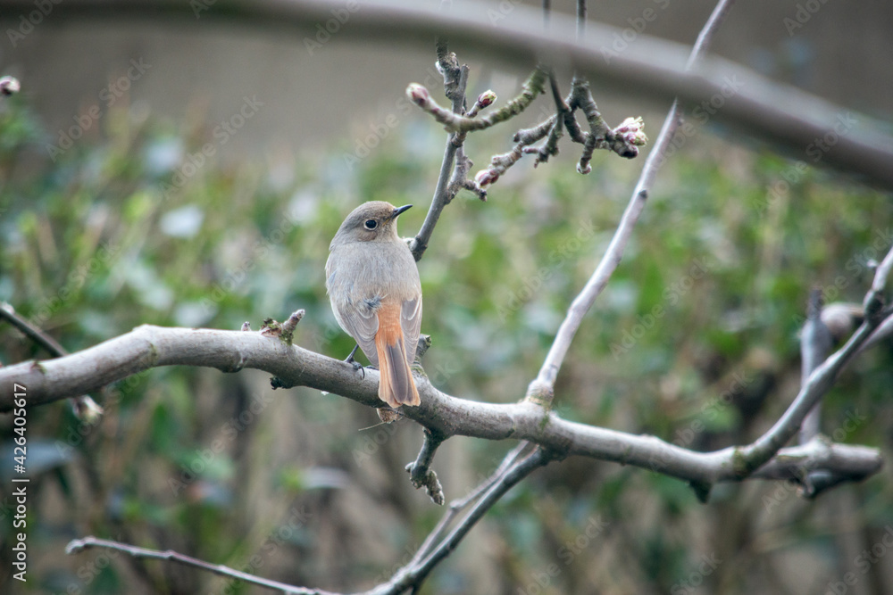 A small nightingale bird landed on a branch in early spring A small nightingale bird landed on a branch in early spring