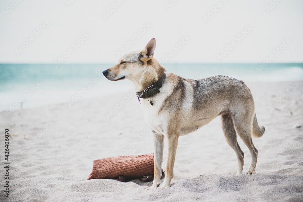 Shot of a wolfdog puppy on a seashore with a towel