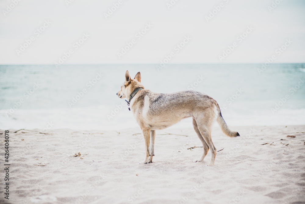 Shot of a wolfdog puppy on a seashore