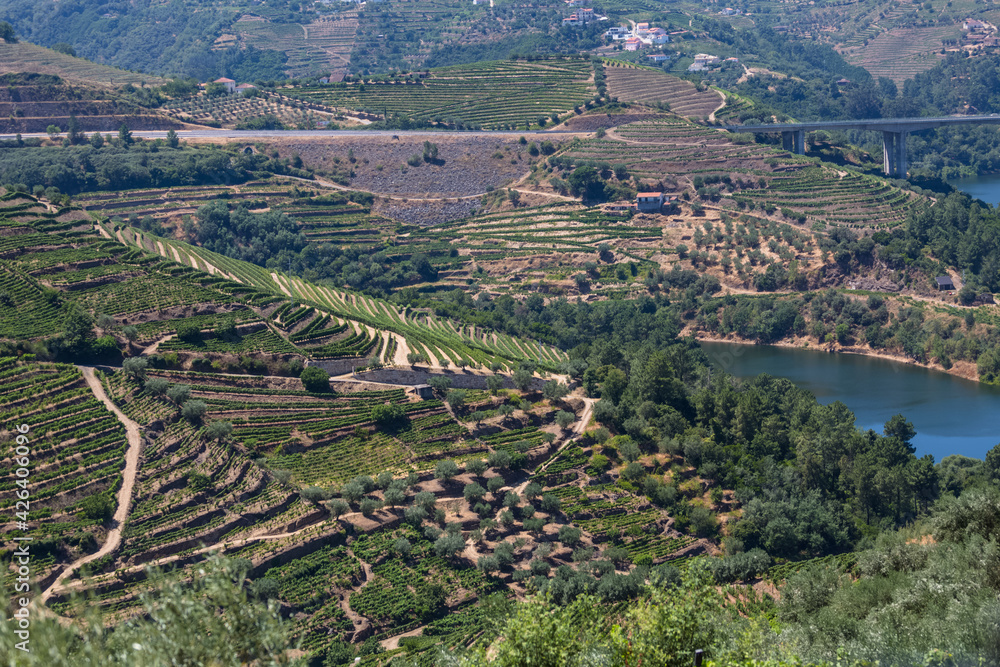Aerial view at the Douro river, typical landscape of the highlands in the north of Portugal, levels for agriculture of vineyards, olive tree groves