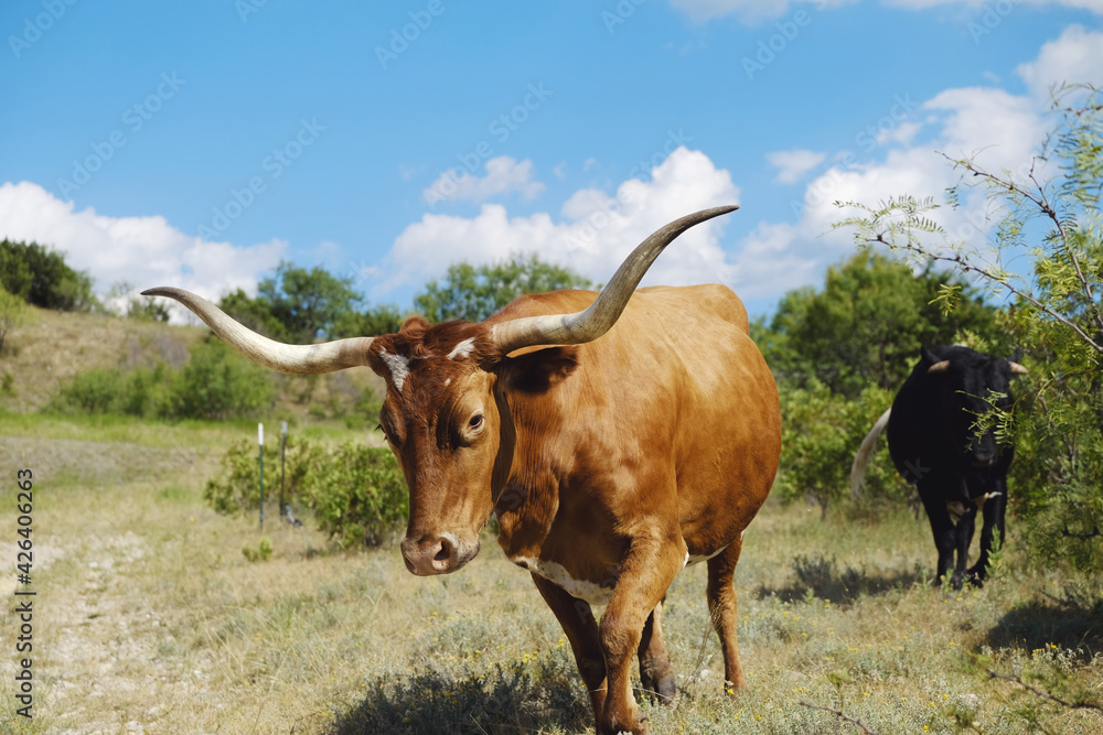 Texas longhorn cow in the summer field with bright sky background. Texas longhorn cow in the summer field with bright sky background.
