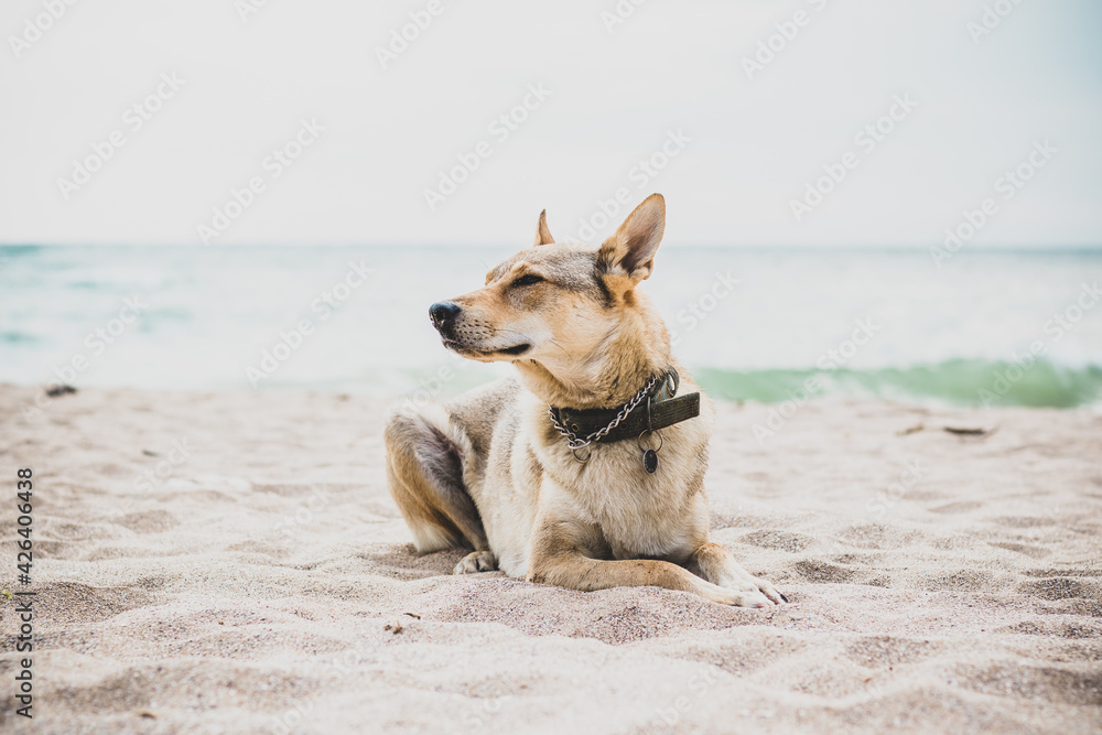Shot of a wolfdog puppy sniffing in the breeze of the sea Shot of a wolfdog puppy sniffing in the breeze of the sea