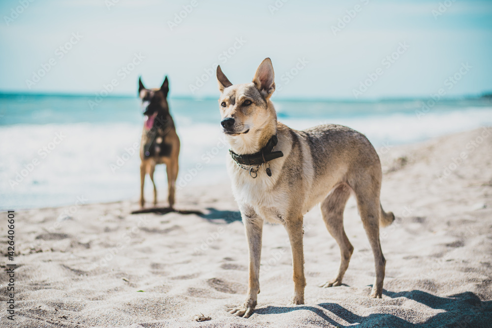 Shot of two beautiful dogs on a seashore Shot of two beautiful dogs on a seashore